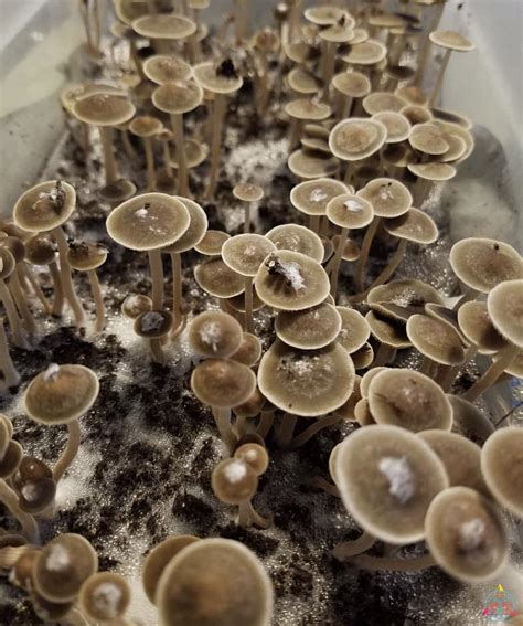 This mushroom is. . Panaeolus copelandia bisporus potency